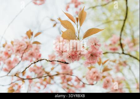Zarte rosafarbene Kirschblüten am hellen Frühlingshimmel Stockfoto