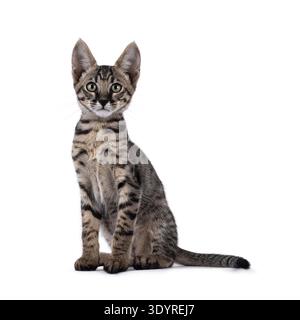 Süßes schwarzes, tabbygepunktetes Savannah-Katzenkätzchen, das seitlich sitzt. Blick direkt auf die Kamera. Isoliert auf weißem Hintergrund. Stockfoto