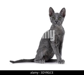 Wunderschönes und seltenes blaues Savannah-Katzenkätzchen, seitlich sitzend. Sie sehen arrogant neben der Kamera aus. Isoliert auf weißem Hintergrund. Stockfoto