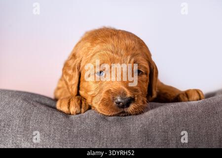 Der rote Fuchs Labrador-Retriever-Welpe liegt zwei Wochen alt auf weichem Kissen in einem ruhigen, warmen Studio-Nahaufnahme-Porträt Stockfoto