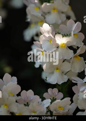 Nemesia Wisley Vanille blüht in voller Blüte Stockfoto