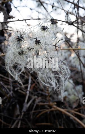 Nahaufnahme trockener wilder Pflanzensamen mit feinen Fasern und komplizierter natürlicher Struktur in einer weichen und abstrakten Waldlandschaft. Stockfoto