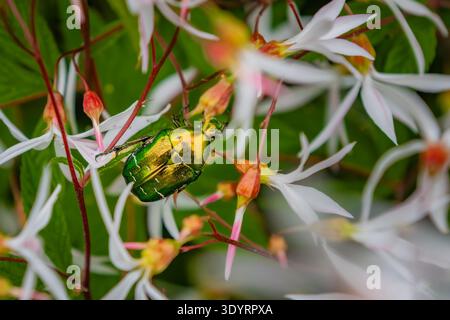 Grüner Rosenkäfer auf weißen Blüten, Litauen Stockfoto