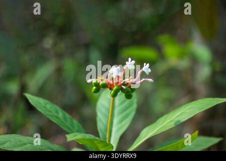 Ixora coccinea, allgemein bekannt als Dschungelgeranie, produziert dichte, runde Cluster kleiner röhrenförmiger Blüten, die sich zu sternförmigen Blüten öffnen Stockfoto