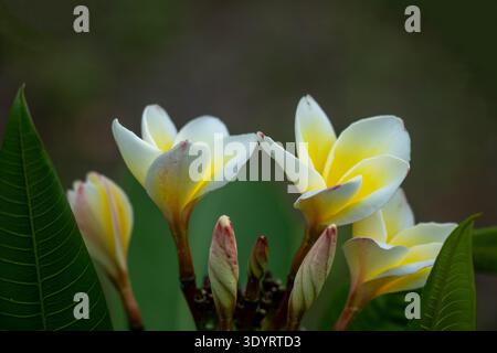 Plumeria- oder Frangipani-Cluster mit makellosen weißen Blüten und goldgelben Zentren in einer anmutigen Spirale. Duftende tropische Blüten mit glattem Wachs Stockfoto