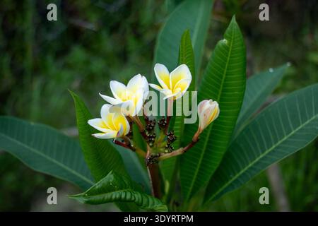 Plumeria oder Frangipani exquisite weiße Blüten mit leuchtend goldgelben Mittelpunkten in perfekter Nadelradform. Duftende tropische Blüten mit samtiger Note Stockfoto