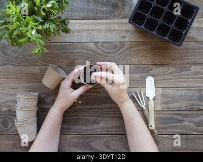 Hände, die Samen in biologisch abbaubaren Torftöpfen für den Frühlingsgarten Pflanzen Stockfoto