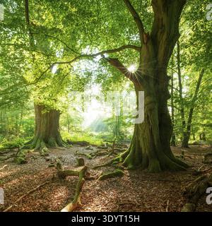 Riesige alte Buchen- und Eichenbäume mit moosbedeckten Wurzeln in einem ehemaligen Hüttenwald, die Sonne scheint durch die grünen Blätter, Reinhardswald, Sababurger Dschungel, Stockfoto