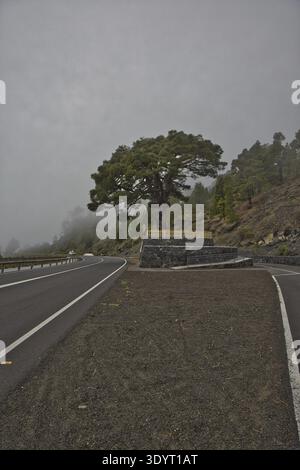 Eine malerische Bergstraße schlängelt sich durch dicken Nebel und Wolken im Hochland von La Palma. Majestätische Kanarienkiefer ragt aus dem Nebel. Atmosphärisch Stockfoto