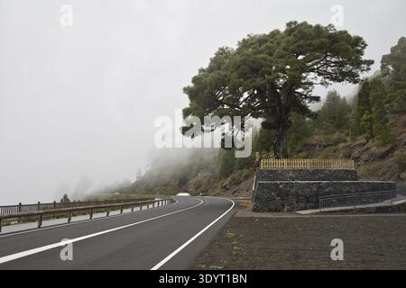Eine malerische Bergstraße schlängelt sich durch dicken Nebel und Wolken im Hochland von La Palma. Majestätische Kanarienkiefer ragt aus dem Nebel. Atmosphärisch Stockfoto