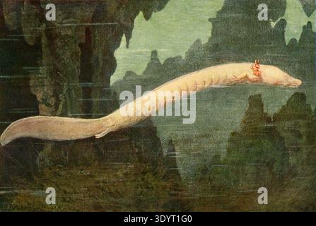Höhlensalamander oder olm (Proteus anguinus). Von den Reptilien und Amphibien Mitteleuropas (1912). Stockfoto