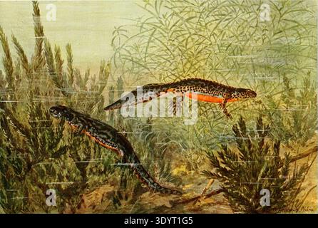 Männliche und weibliche Alpenmolche. Von den Reptilien und Amphibien Mitteleuropas (1912). Stockfoto