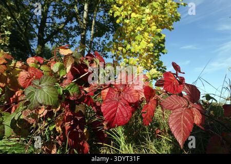 BlackBerry (rubus sp.) - Blätter in Herbstfarbe, Oetzen, Niedersachsen Stockfoto