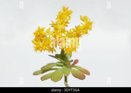 Blüten von Sedum palmeri (mexikanische Hühner und Hühner) isoliert auf weißem Hintergrund Stockfoto