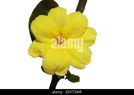 Jasminum mesnyi Blüten isoliert auf weißem Hintergrund Stockfoto