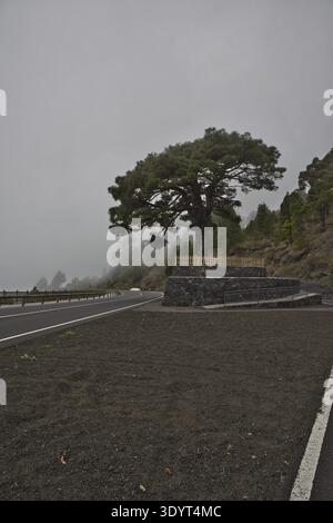 Eine malerische Bergstraße schlängelt sich durch dicken Nebel und Wolken im Hochland von La Palma. Majestätische Kanarienkiefer ragt aus dem Nebel. Atmosphärisch Stockfoto