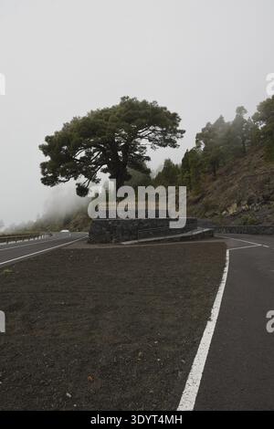 Eine malerische Bergstraße schlängelt sich durch dicken Nebel und Wolken im Hochland von La Palma. Majestätische Kanarienkiefer ragt aus dem Nebel. Atmosphärisch Stockfoto