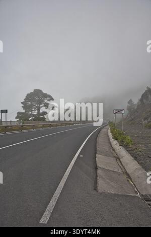 Eine malerische Bergstraße schlängelt sich durch dicken Nebel und Wolken im Hochland von La Palma. Majestätische Kanarienkiefer ragt aus dem Nebel. Atmosphärisch Stockfoto