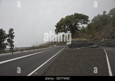 Eine malerische Bergstraße schlängelt sich durch dicken Nebel und Wolken im Hochland von La Palma. Majestätische Kanarienkiefer ragt aus dem Nebel. Atmosphärisch Stockfoto
