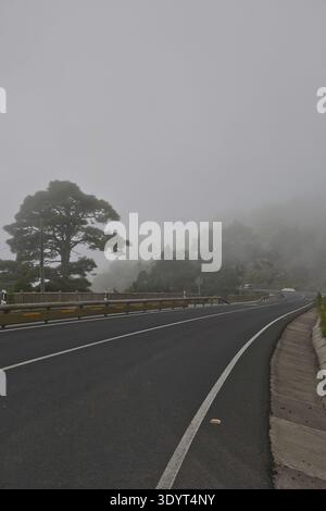 Eine malerische Bergstraße schlängelt sich durch dicken Nebel und Wolken im Hochland von La Palma. Majestätische Kanarienkiefer ragt aus dem Nebel. Atmosphärisch Stockfoto
