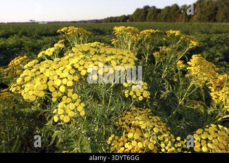 Tansy- oder Wurmfarn (Tanacetum vulgare, syn. Chrysanthemum vulgare), Weilerswist, Nordrhein-Westfalen Stockfoto