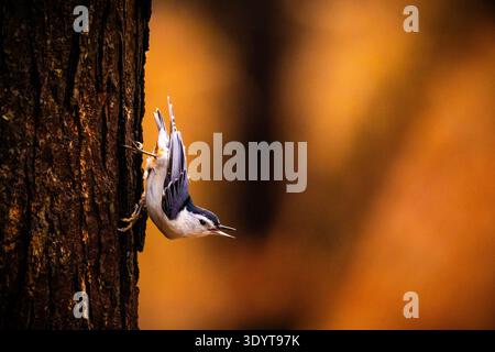 Ein weißbrüsiger Nuthatch ruft, während er einen Baumstamm vor einem warmen orangen Hintergrund herunterklettert. Guter Kontrast und isoliertes Motiv. Stockfoto