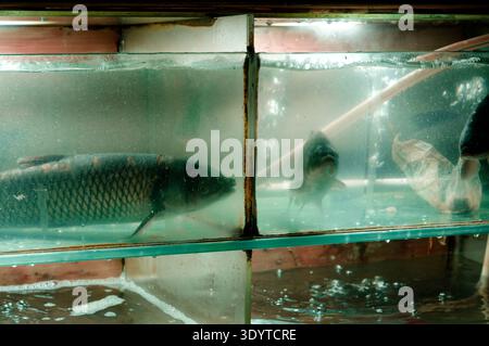 Lebende Fischtanks, die nachts vor einem Restaurant in der antiken Stadt Fenghuang leuchten Stockfoto