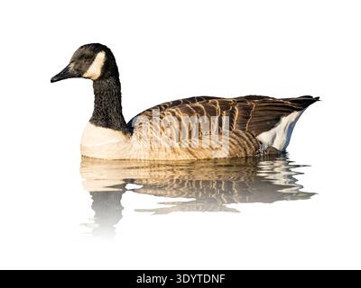 Kanadische Gans (Branta canadensis) Ausschnitt auf weißem Hintergrund Stockfoto