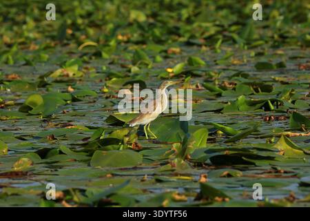 Squacco Reiher im Donaudelta, Rumänien Stockfoto