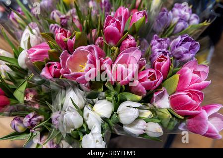 Bunte Tulpensträuße auf dem Blumenmarkt. Nahaufnahme frischer pinkfarbener, weißer und violetter Tulpensträuße, die zum Verkauf gewickelt werden und Frühlingsblumen und Blumen zeigen Stockfoto