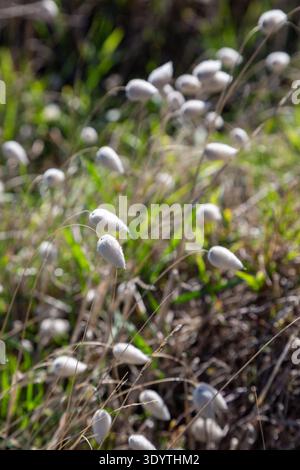 Lagurus ovatus, Hasenschwanzgras, mit weißen flauschigen Samenköpfen, Wellington, Nordinsel, Neuseeland Stockfoto