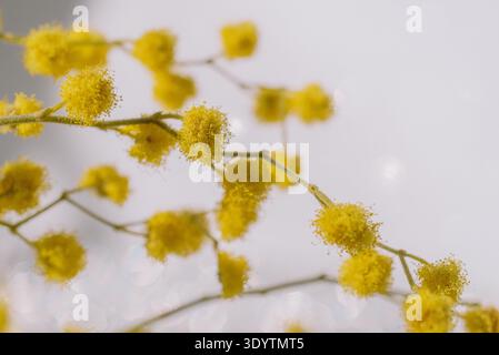 Nahaufnahme eines Mimosa-Zweigs mit gelben Pompon-Blüten auf weißem funkelndem Hintergrund Stockfoto