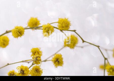 Mimosa-Zweig mit gelben Pompon-Blüten mit hellweißem Bokeh-Hintergrund Stockfoto