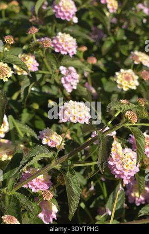 Nahaufnahme von rosa und gelben lantana-Blüten (Lantana Camara) bedeckt mit Morgentau in natürlichem Sonnenlicht. Stockfoto
