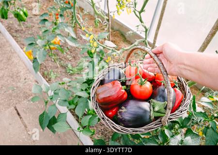 Frischer Bio-Gemüsekorb mit Reifen Tomaten, Auberginen und lila Pfeffer, von Hand im Gewächshaus geerntet, vom Bauernhof bis zum Tisch geerntete Gartenkonzepte Stockfoto