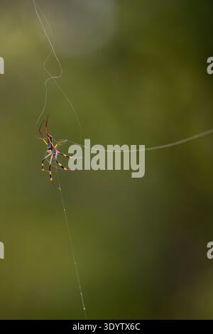 Die mit Bändern besetzte goldene Kugel-Spinnennetze (Nephila senegalensis) repariert ihr Netz im Lowveld Bushveld Stockfoto