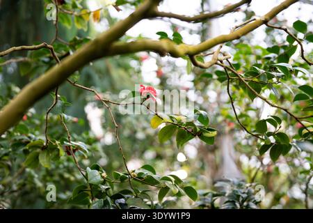 Blühende rosa Kamelienblume im Garten. Blühende Camellia japonica Büsche im Park Stockfoto