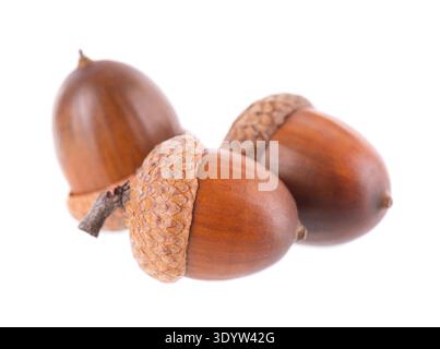 Acorneiche isoliert auf weißem Hintergrund. Reife braune Eicheln. Beschneidungspfad Stockfoto