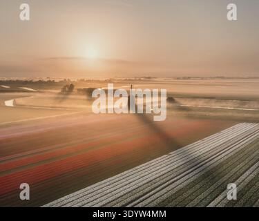 Aus der Vogelperspektive einer Windmühle, die einen langen Schatten über pulsierende Tulpenfelder in einer nebeligen Morgenlandschaft wirft, Ursum, Niederlande. Stockfoto