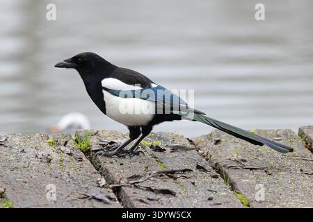 Magpie (Pica pica) Norfolk Februar 2026 Stockfoto
