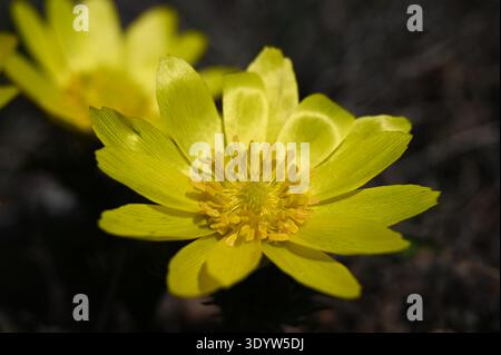 Isoliertes hellgelbes Adonis vernalis-Blumenmakro. Frühjahrsblume. Fasanenauge. Falscher Helikopore. Mehrjährige Kräuterpflanze. Verschwommener Hintergrund Stockfoto