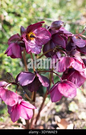 Rosafarbene Blüten Blühen Im Frühling Stockfoto