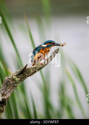 Eisvogel saß auf einem Pfosten und fütterte sich an einer Kaulquappe Stockfoto