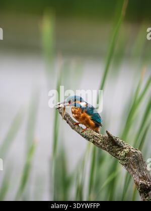 Eisvogel saß auf einem Pfosten und fütterte sich an einer Kaulquappe Stockfoto