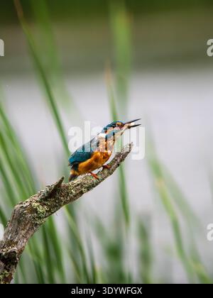 Eisvogel saß auf einem Pfosten und fütterte sich an einer Kaulquappe Stockfoto