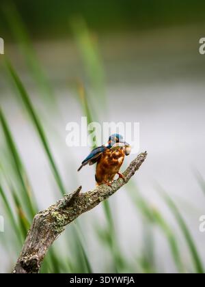 Eisvogel saß auf einem Pfosten und fütterte sich an einer Kaulquappe Stockfoto