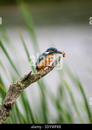 Eisvogel saß auf einem Pfosten und fütterte sich an einer Kaulquappe Stockfoto