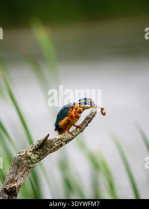 Eisvogel saß auf einem Pfosten und fütterte sich an einer Kaulquappe Stockfoto