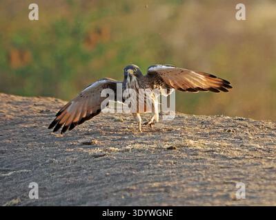 Grashüpfer Bussard (Butastur rufipennis) mit Flügeln, die in Galana Conservancy Kenia Afrika landen Stockfoto