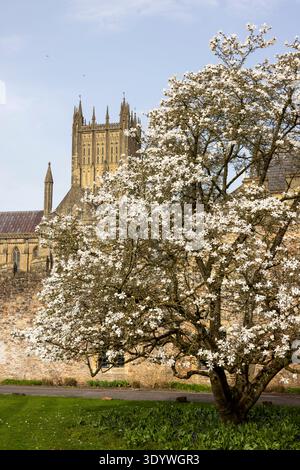 Der Bishops Palace in der Wells Cathedral, Somerset, England, mit einer Magnolia stellata in voller Blüte, Frühling Stockfoto